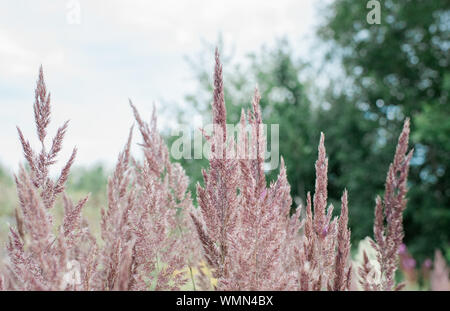 close up of red feather reed, ornamental grass in a field Stock Photo