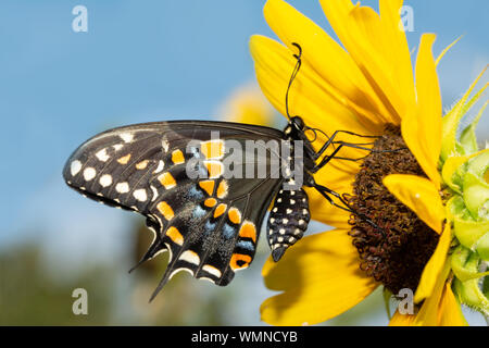 Black Swallowtail butterfly on a native wild Sunflower against blue sky Stock Photo