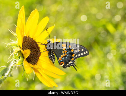 Ventral view of a beautiful Black Swallowtail butterfly on a Sunflower in morning sun