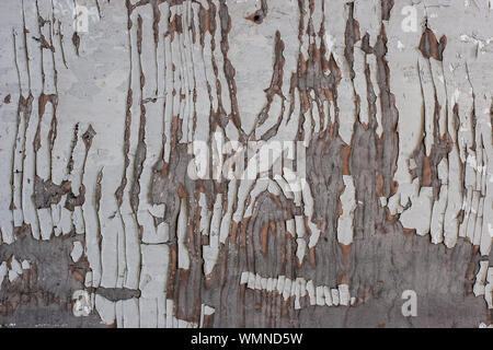 Abstract grunge background. Peeling old white paint on gray plywood. Interesting stains and cracks. Stock Photo