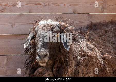 Brown curly sheep at the fence. Curly long hair. White crest. Lop-eared. Big eyes. Stock Photo