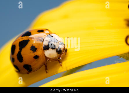 Asian Ladybeetle, Harmonia axyridis, on a bright yellow wild Sunflower petal with blue sky background Stock Photo