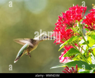 Hummingbird in flight getting nectar from bright red Pentas Stock Photo