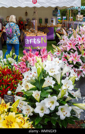 Colourful display of lilies at a stall at the September 2019 Wisley Garden Flower Show at RHS Garden Wisley, Surrey, south-east England Stock Photo