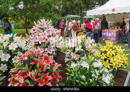 Colourful display of lilies at a stall at the September 2019 Wisley Garden Flower Show at RHS Garden Wisley, Surrey, south-east England Stock Photo