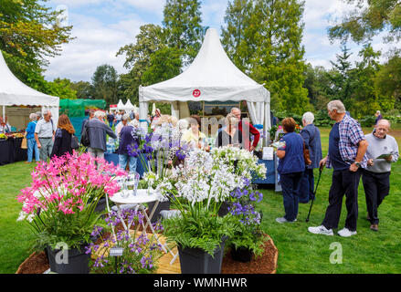 Dsiplay of multi coloured agapanthus flowers at the September 2019 Wisley Garden Flower Show at RHS Garden Wisley, Surrey, south-east England Stock Photo