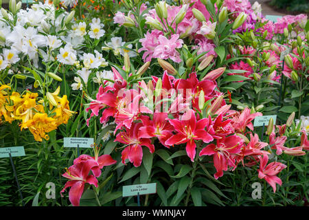 Display of alstroemeria and lily flowers at the September 2019 Wisley Garden Flower Show at RHS Garden Wisley, Surrey, south-east England Stock Photo