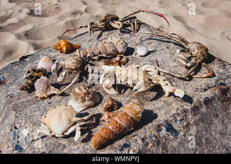 Beach finds. Dry crabs, shells, sea creatures, seafood collected on the beach, seafood lie on a stone on the sand. Claws, paws, dried skin. Stock Photo