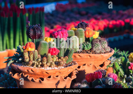 Composition of mini beautiful arrangements of Cactus and Succulents in clay flower pots in flower shop. Setting of small garden from plants in a brown Stock Photo