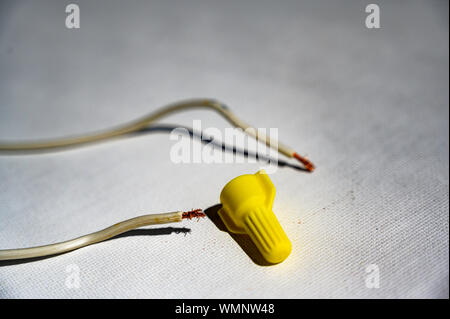 pig tail wiring with wing nut and two wires Stock Photo