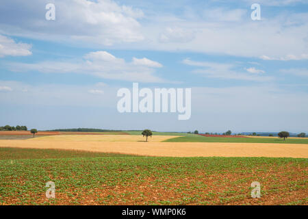 Cultivation fields. Caleruega, Burgos province, Castilla Leon, Spain. Stock Photo