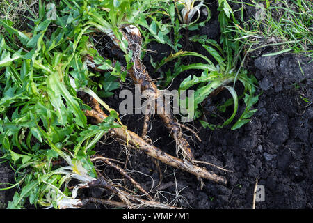 Löwenzahn-Wurzeln, Löwenzahnwurzeln, Löwenzahn-Wurzel, Löwenzahnwurzel, Wiesen-Löwenzahn, Radix Taraxaci, Taraxaci radix, Gemeiner Löwenzahn, Wurzel, Stock Photo