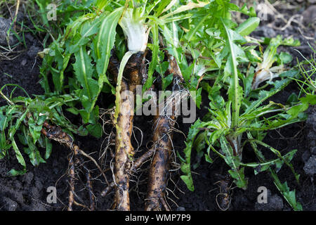 Löwenzahn-Wurzeln, Löwenzahnwurzeln, Löwenzahn-Wurzel, Löwenzahnwurzel, Wiesen-Löwenzahn, Radix Taraxaci, Taraxaci radix, Gemeiner Löwenzahn, Wurzel, Stock Photo