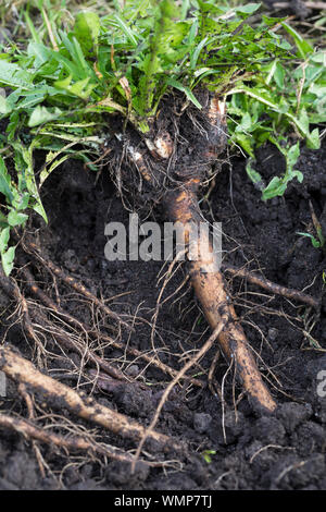 Löwenzahn-Wurzeln, Löwenzahnwurzeln, Löwenzahn-Wurzel, Löwenzahnwurzel, Wiesen-Löwenzahn, Radix Taraxaci, Taraxaci radix, Gemeiner Löwenzahn, Wurzel, Stock Photo