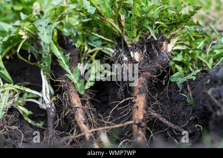 Löwenzahn-Wurzeln, Löwenzahnwurzeln, Löwenzahn-Wurzel, Löwenzahnwurzel, Wiesen-Löwenzahn, Radix Taraxaci, Taraxaci radix, Gemeiner Löwenzahn, Wurzel, Stock Photo