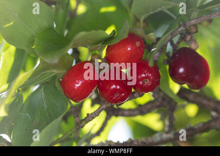 Kornelkirsche, Kornelkirschen, Kornel-Kirsche, Kornellkirsche, Kornellkirschen, Kornel, Kornell, Frucht, Früchte, Cornus mas, Cornelian Cherry, Europe Stock Photo