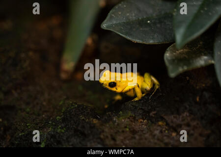 A golden poison frog (Phyllobates terribilis), also known as the golden frog, golden poison arrow frog, golden dart frog, or golden poison dart frog. Stock Photo