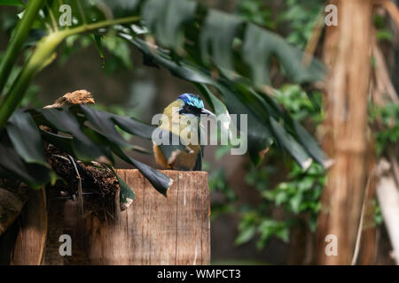 Momotus momota, known as the Amazonian motmot or blue-crowned or blue-capped motmot, perched on a stump. Stock Photo