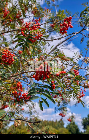 Berries on a Rowan tree. Hurst Meadows, East Molesey, Surrey, UK. Stock Photo