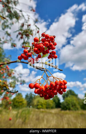 Berries on a Rowan tree. Hurst Meadows, East Molesey, Surrey, UK. Stock Photo