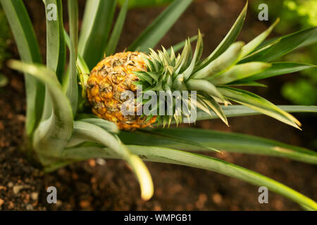 A pineapple (Ananas comosus) growing in a tropical garden. Stock Photo