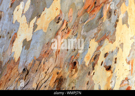 Brown, gray, green, yellow and white bark texture of an old eucalyptus in an old park. Stock Photo
