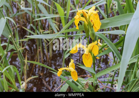 yellow Iris flowers, yellow Iris on the pond Stock Photo