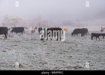 a mixture of black angus and red cows grazing on a pasture that is covered by fog frost with an extremely hazy hillside in the background Stock Photo