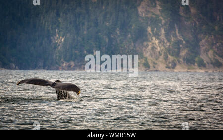 Humpback whale tail in Resurrection Bay, Alaska Stock Photo