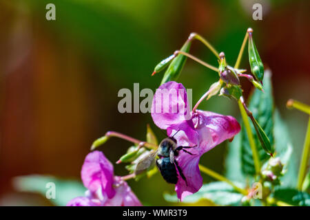 Honey bee pollinating a Himalayan Balsam. Impatiens glandulifera Invasive riverside plant