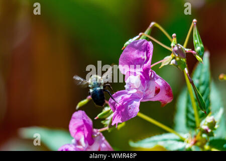 Honey bee pollinating a Himalayan Balsam. Impatiens glandulifera Invasive riverside plant