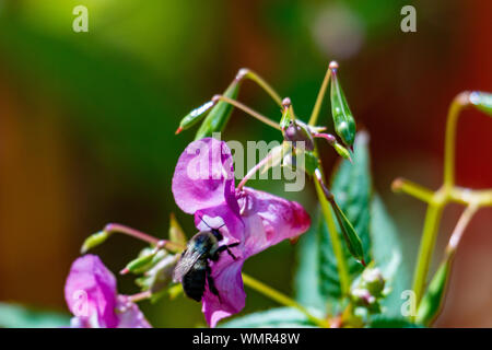 Honey bee pollinating a Himalayan Balsam. Impatiens glandulifera Invasive riverside plant