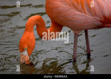 Flamingo feeding in shallow water Stock Photo