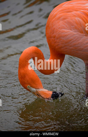 Caribbean Flamingo feeding in shallow waters Stock Photo