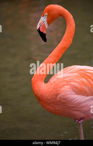 American Flamingo Stock Photo