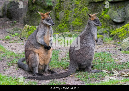 Two swamp wallabies / black wallaby / black-tailed wallaby / fern wallaby (Wallabia bicolor) native to Australia Stock Photo