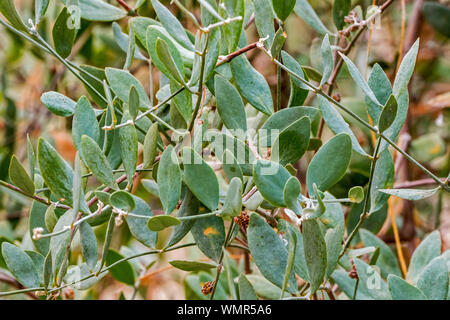 Jojoba / goat nut / deer nut / pignut / wild hazel / quinine nut (Simmondsia chinensis) close-up of leaves, native to Southwestern North America Stock Photo