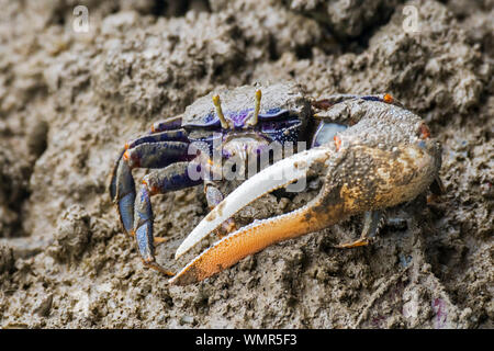West African fiddler crab (Uca tangeri / Gelasimus cimatodus / Gelasimus tangeri) male with huge claw on muddy beach, native to coast of West Africa Stock Photo