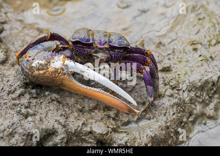 West African fiddler crab (Uca tangeri / Gelasimus cimatodus / Gelasimus tangeri) male with huge claw on muddy beach, native to coast of West Africa Stock Photo