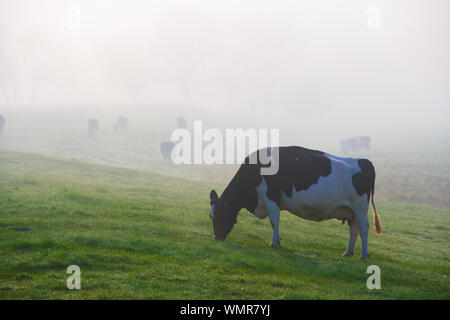 Cows in early morning fog, Stowe, Vermont, USA Stock Photo