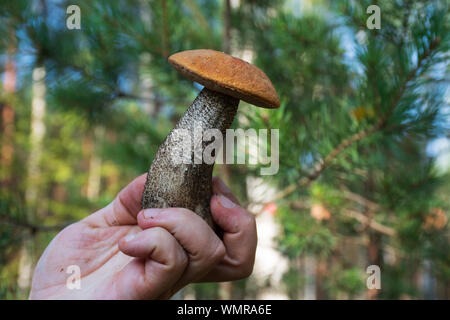 Man Cleaning Mushroom Brush Knife Table Outdoors Closeup Stock Photo by  ©NewAfrica 517092704