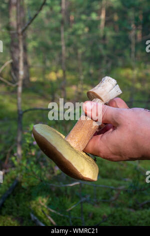 Man Cleaning Mushroom Brush Knife Table Outdoors Closeup Stock Photo by  ©NewAfrica 517092704