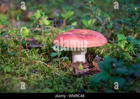 Edible small mushroom Russula with red russet cap in moss autumn forest background. Fungus in the natural environment. Big mushroom macro close up Stock Photo