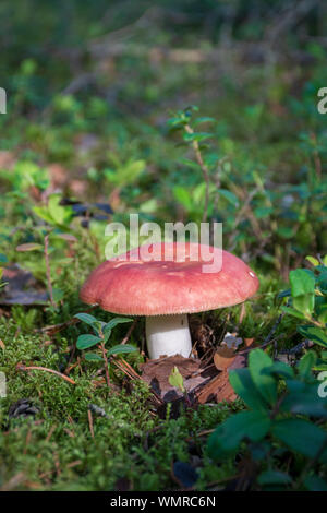 Edible small mushroom Russula with red russet cap in moss autumn forest background. Fungus in the natural environment. Big mushroom macro close up Stock Photo