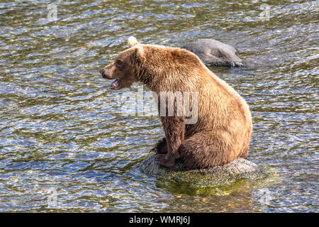 Grizzly bear sits on rock and yawns Stock Photo