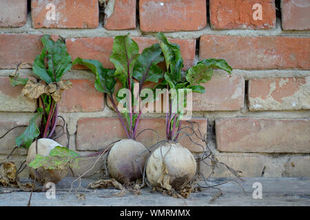 Swiss chard against old brick wall Stock Photo