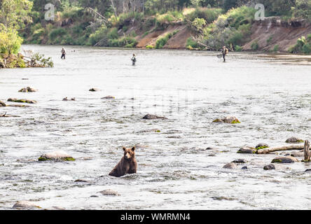 Grizzly bear sits in river fishing with 3 people fishing in the distance Stock Photo