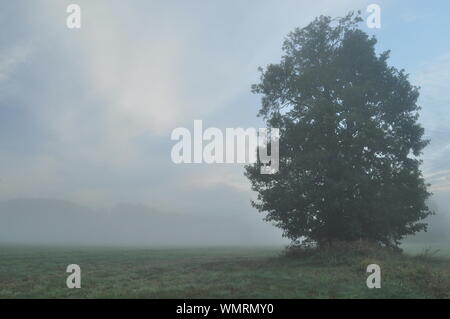 Trees in the fog. Variable weather. Swit meadow. Morning with dew Stock Photo