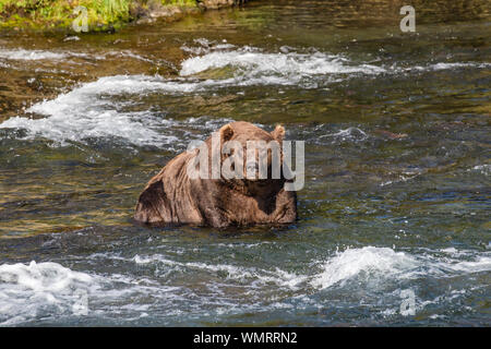 Large Grizzly bear sits in river looking towards camera Stock Photo