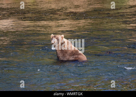 Grizzly bear sits in river and smells something Stock Photo